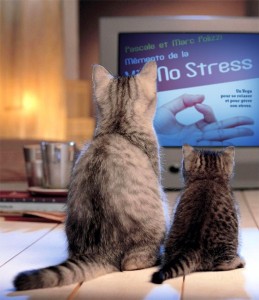 Chats no stress